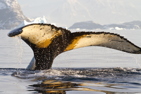 A whale in Antarctica